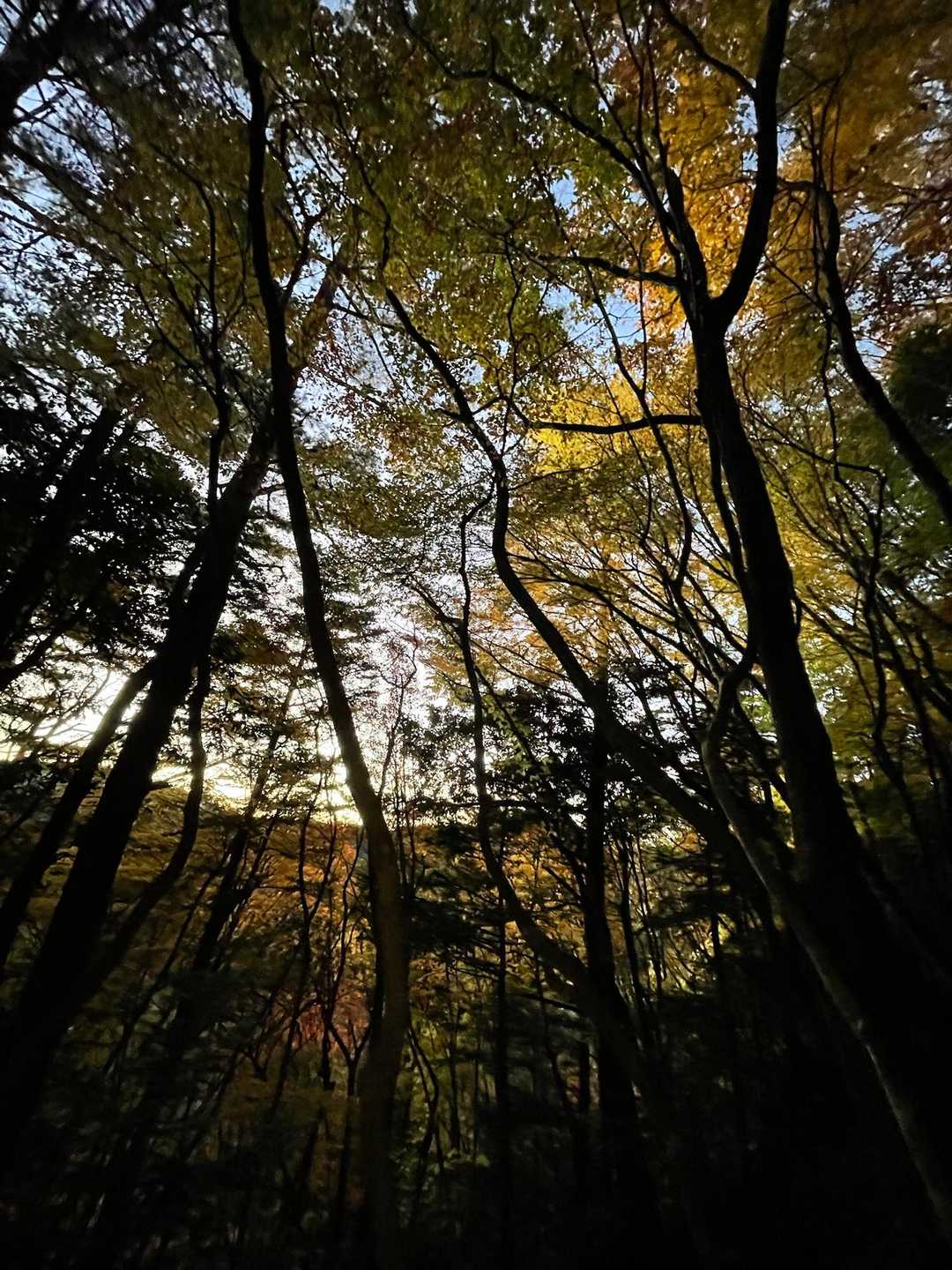 薄ら灯りで見える紅葉を見て、帰りは紅葉シャワーを浴びられそうな予感😅👍🍁