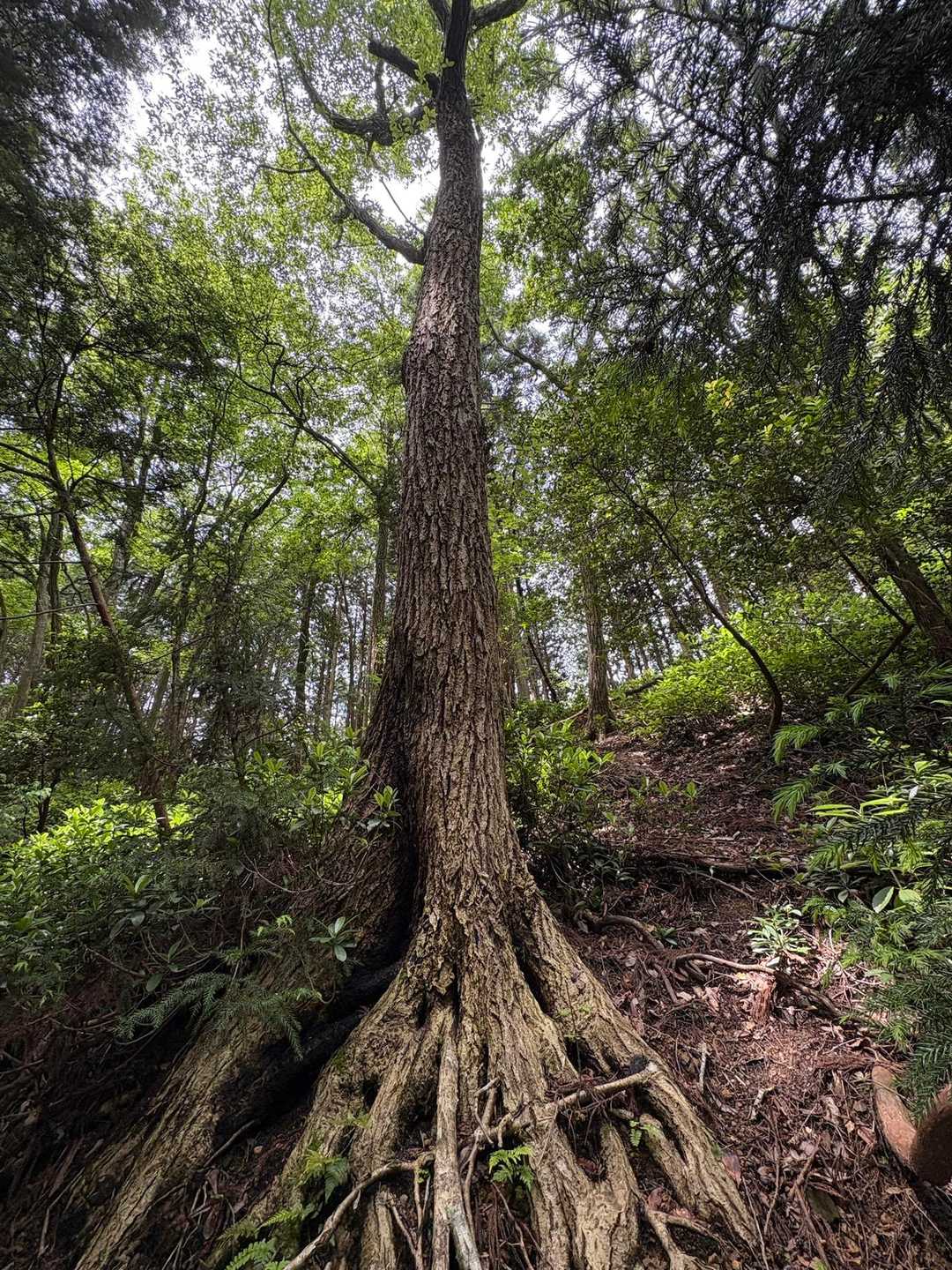 ブナの大木🌲