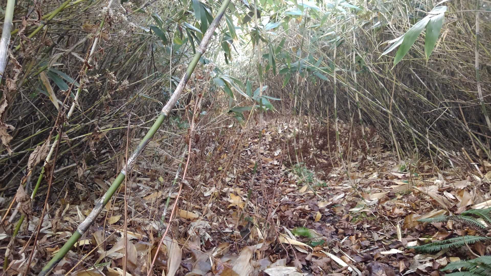 始めは平泳ぎ状態でかき分け、かき分け…
そのうち、藪歩きの術を会得！
胸の前で手を合わせて、指先を進む方向に向ける🙏
腰を低く、笹に潜り込むように…
これだと葉っぱが顔に当たらない！