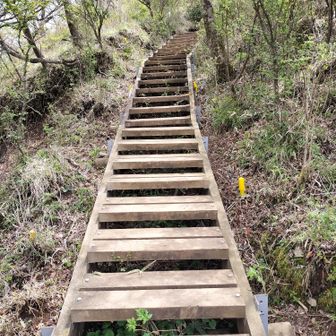 自然を守る木で舗装された登山道