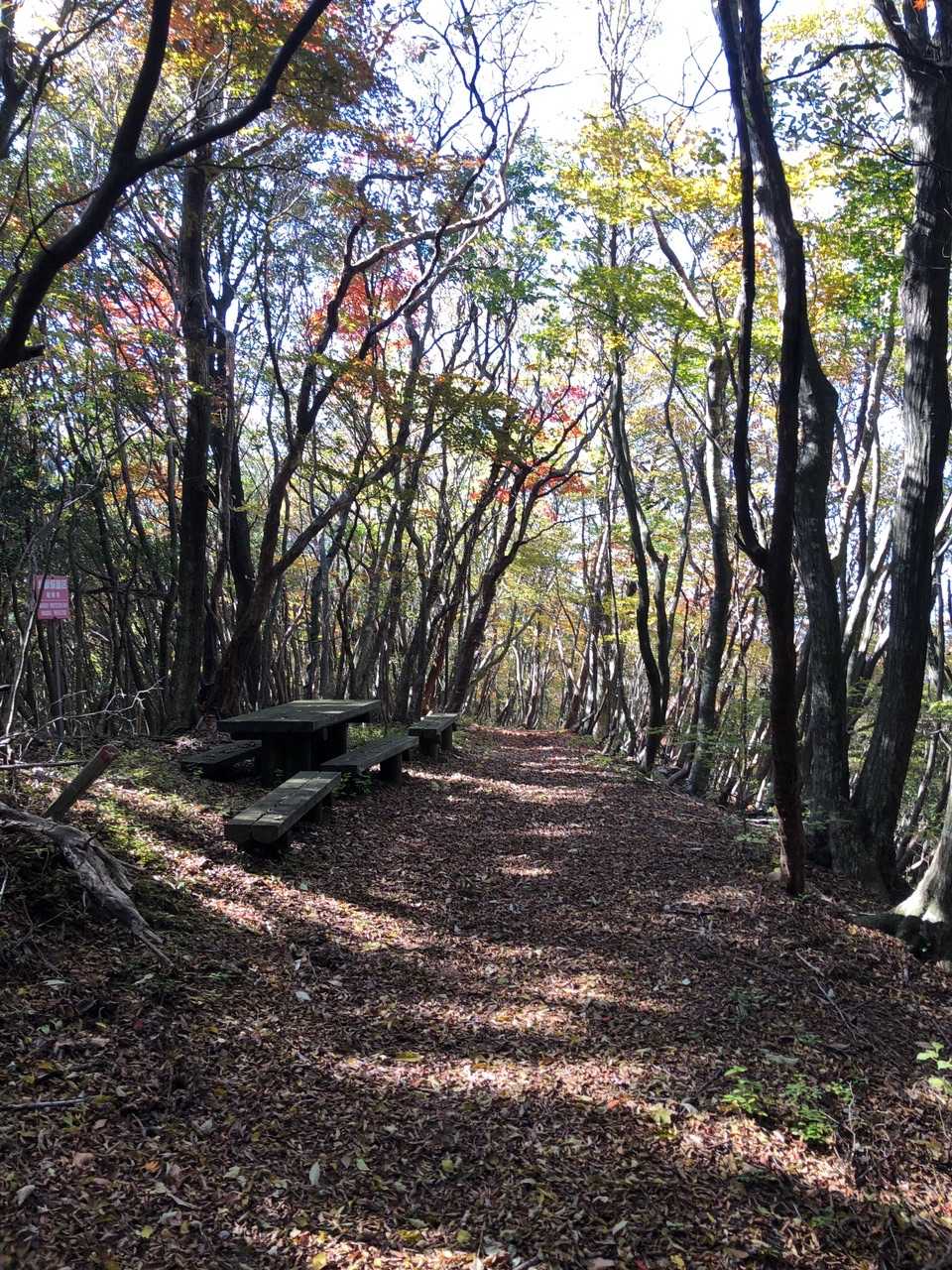 ここを世須岳山頂とします⛰
釈迦岳同様ほぼ登山道です😌