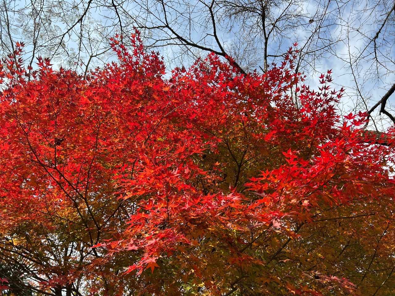 登山口付近の紅葉。