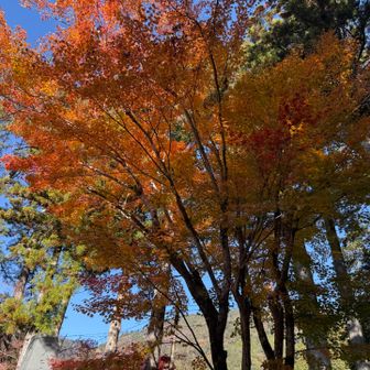 三門潜り紅葉🍁