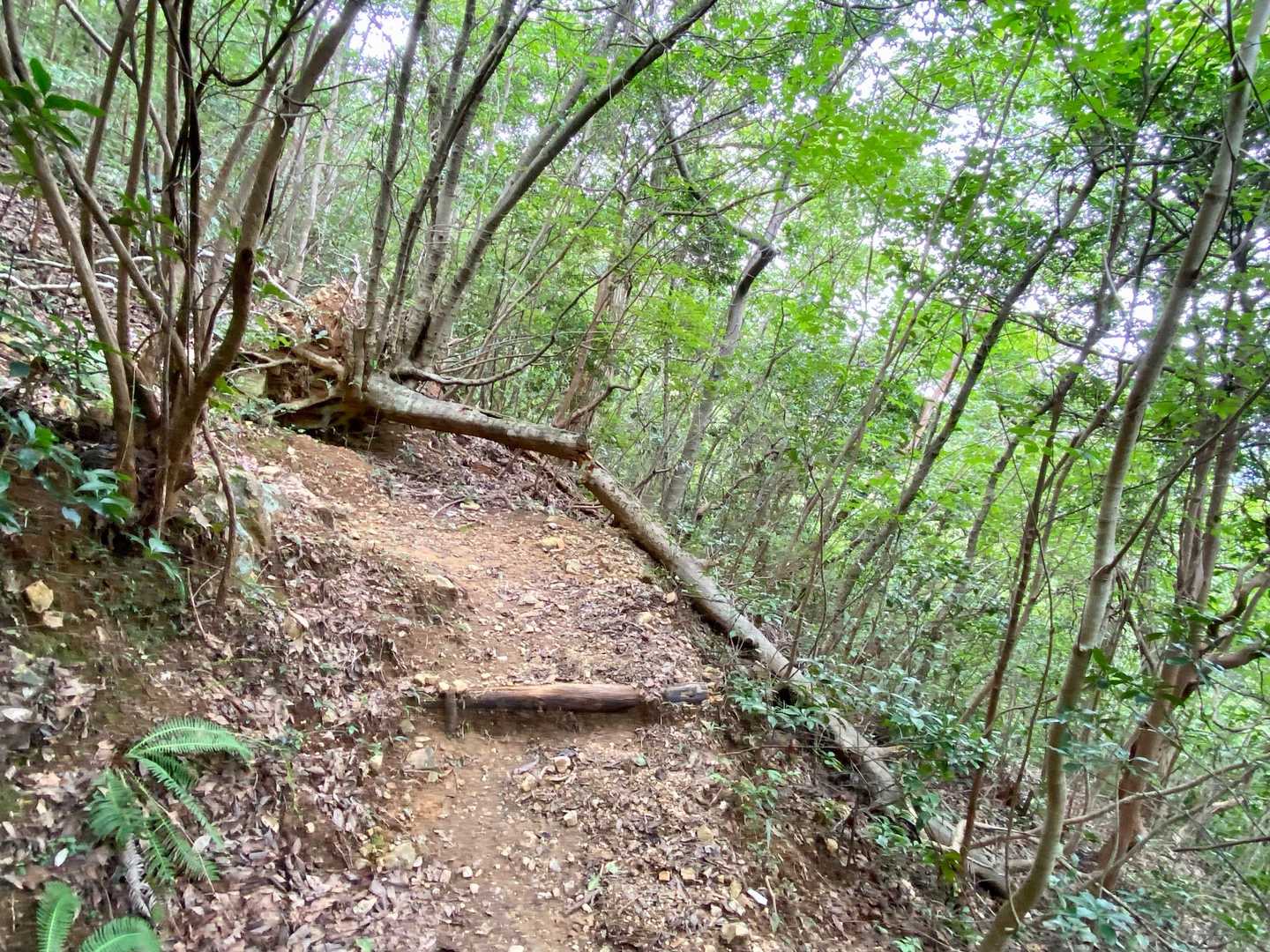 迫間不動尊・明王山 往復コースの写真