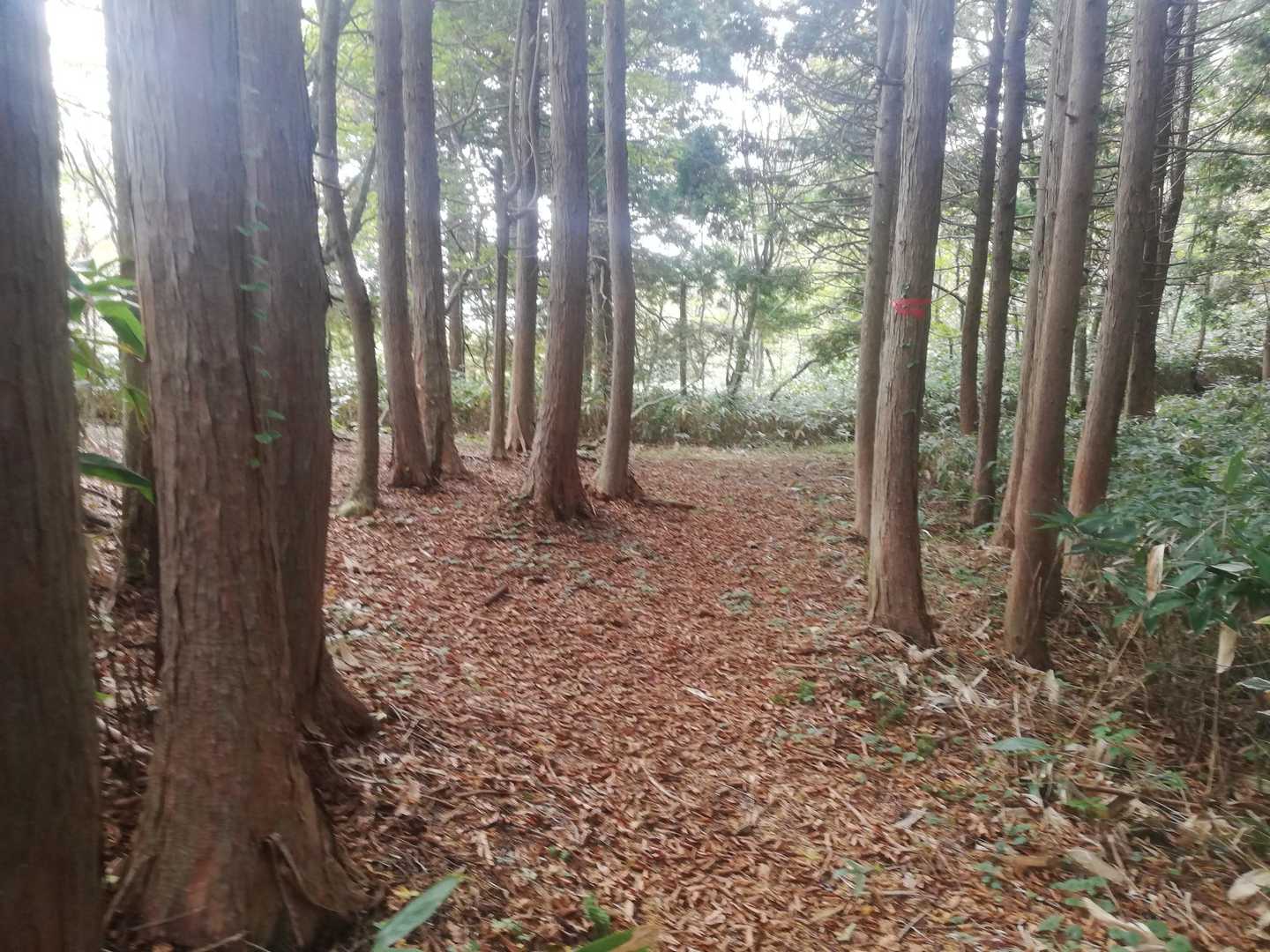 登山道