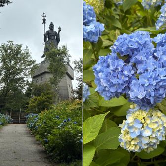 毘沙門天塔　青い紫陽花は未だ2分咲き
−−−−−−−−−−−− 
(♬貴方は優しい目だけどとってもBlue…)