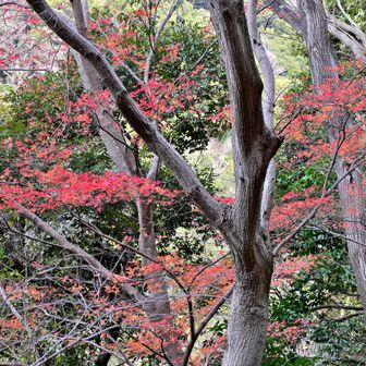 林道沿いの紅葉