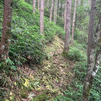 茶臼山に向けて行きます。
下草刈ってあり歩きやすい。ありがとうございます。