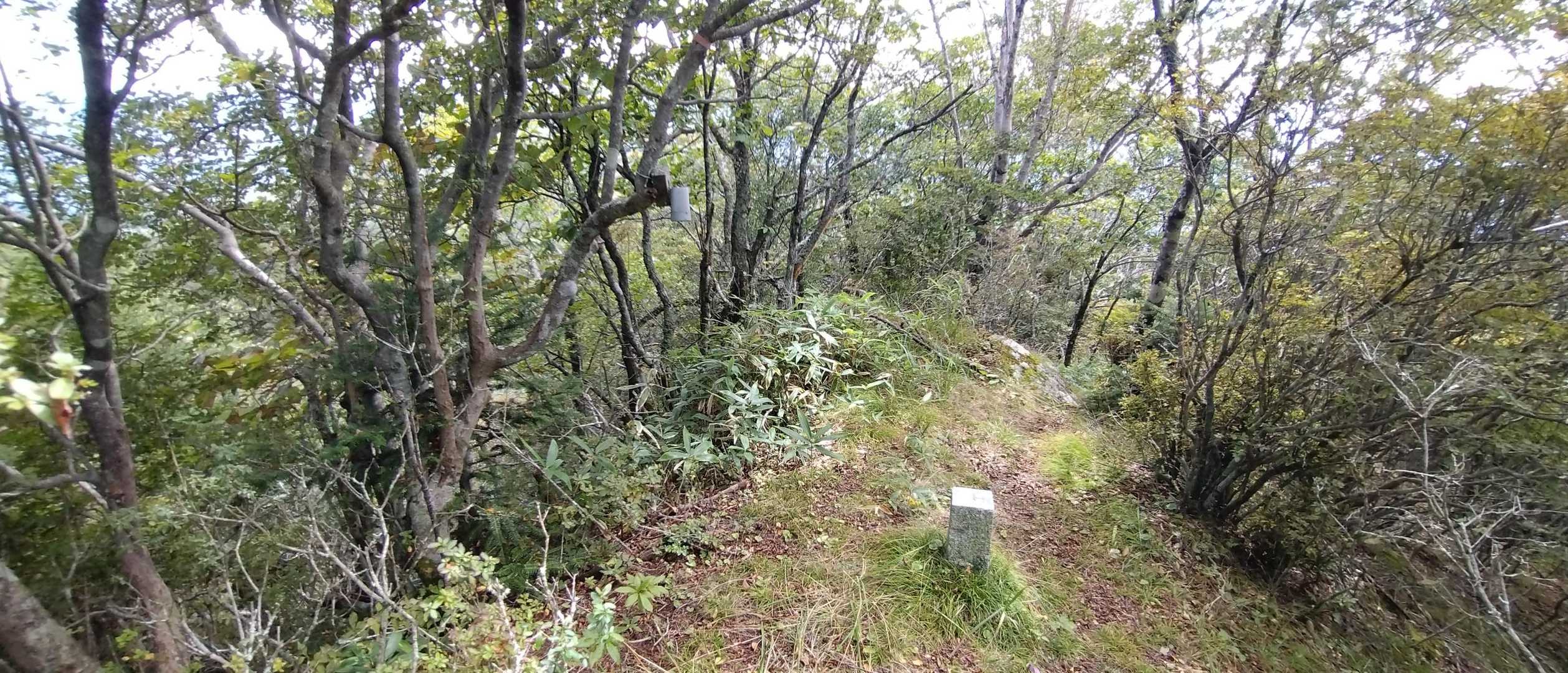信州峠-横尾山-木賊ノ頭 往復コースの写真