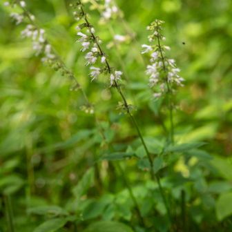 風穴近くは花が豊か。ナツノタムラソウ