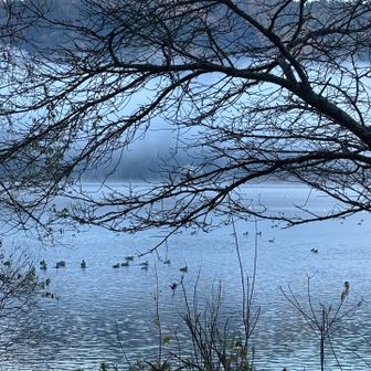 水鳥もたくさん