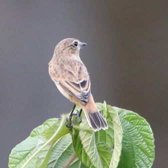 1羽だけが飛び回ってました😊