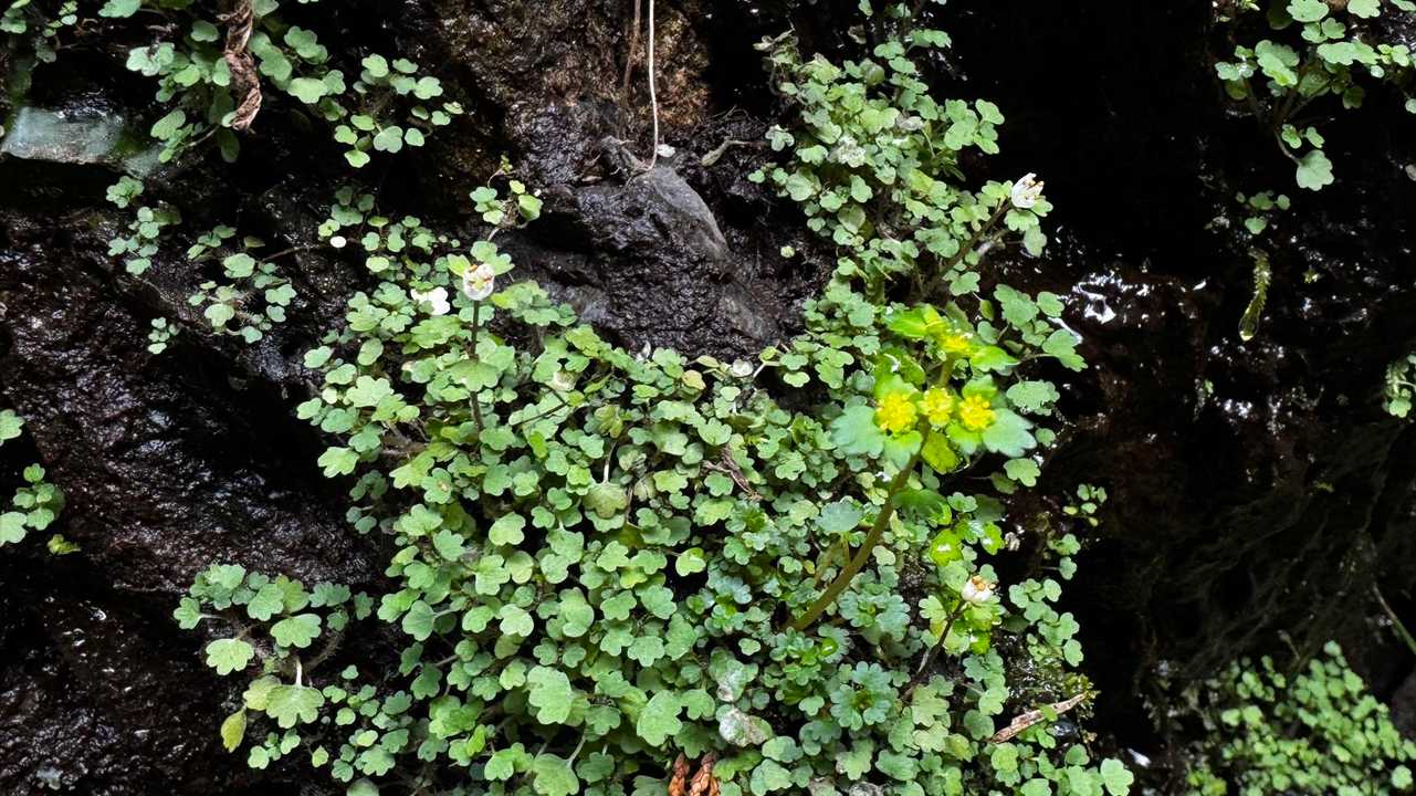 岩茸石山・棒ノ折山縦走 の写真 18