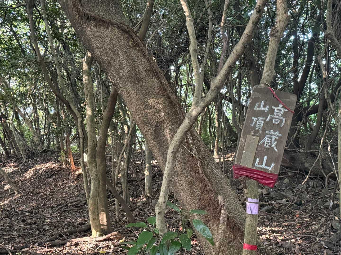 高蔵山 往復コースの写真
