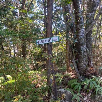 千穂ヶ峯山頂。ここは神々が降りられ住まわれるところ、権現山ともいうらしい。このあと、いくつかの小ピークで神倉山の山頂表示を探すも見つからず。
後で、降下点の先にあるP199がそうだということが分かった。