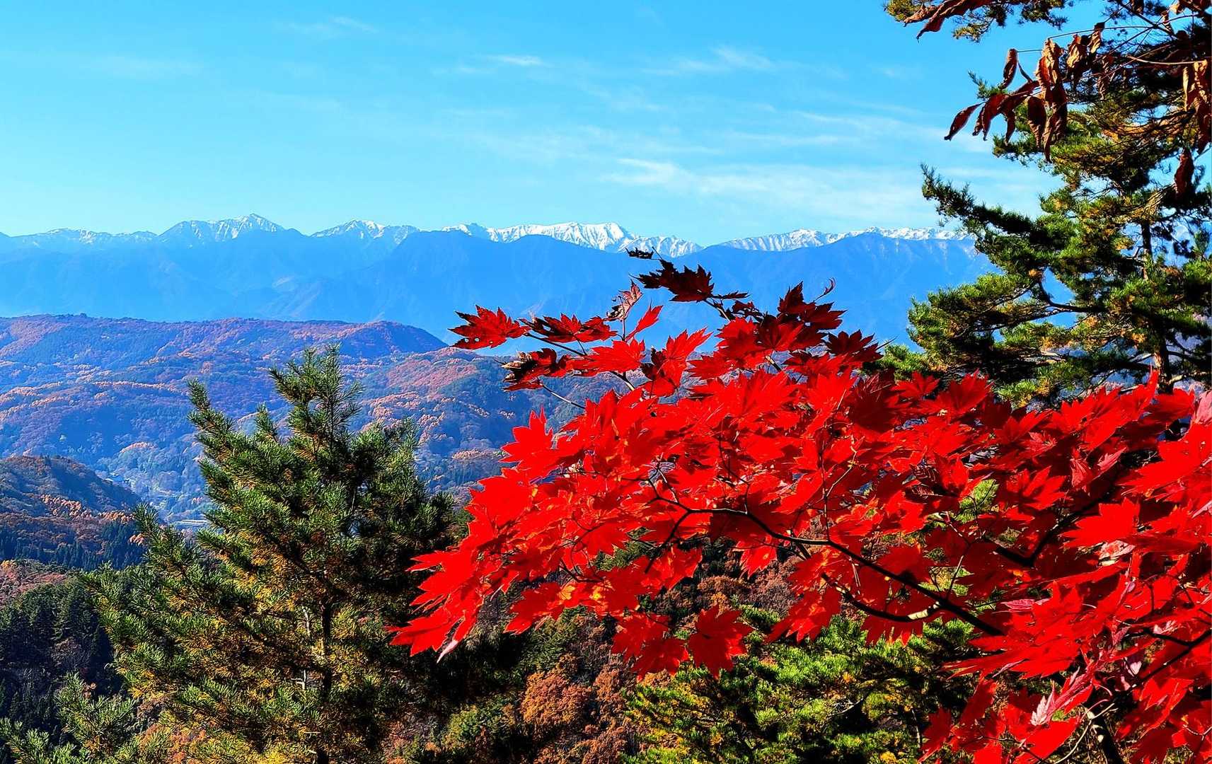 ここにも美しいカエデが🍁