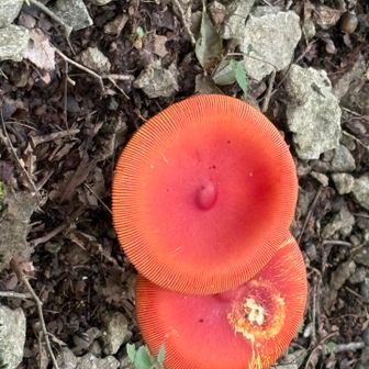 赤い🍄