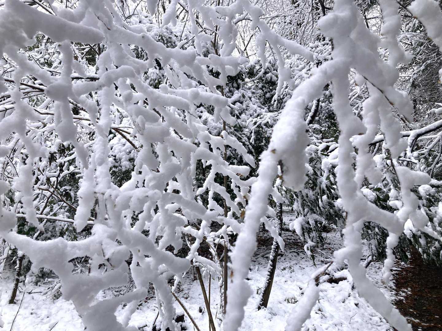 霧氷っ
じゃないですよね？なんて言うんだろう🤔