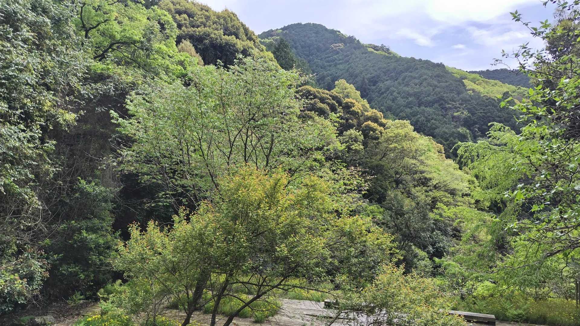 熊野古道公園で「見春の滝桜」見つけた。来年見に来よう。