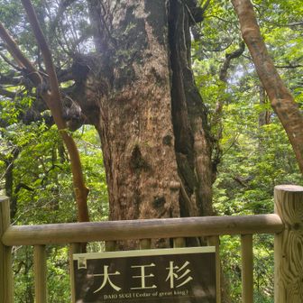 同じような名無し杉がたくさんあります
