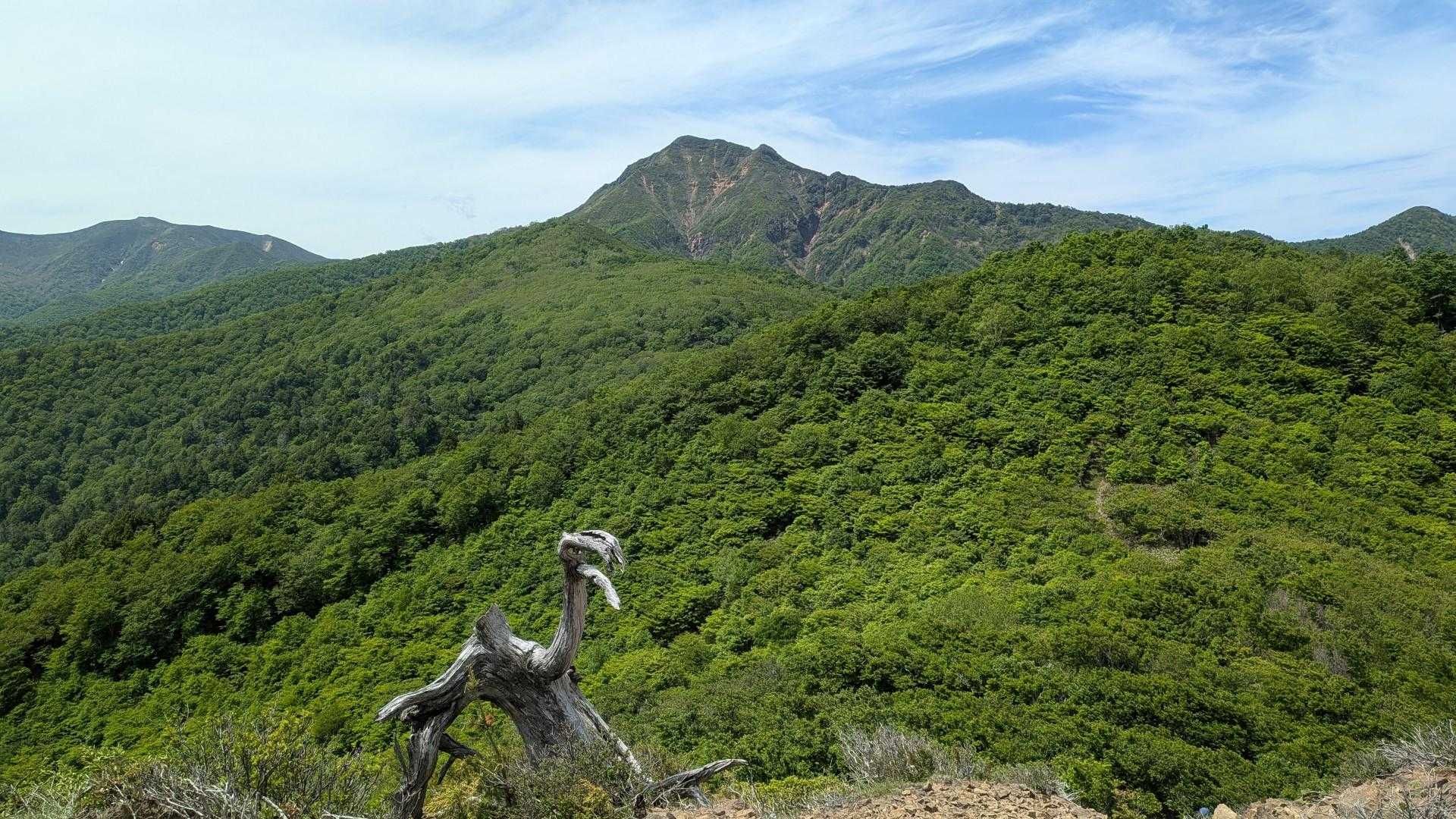 同じく大白森山へ向かう途中のはげ山にて
オブジェのような枯れ木が面白い