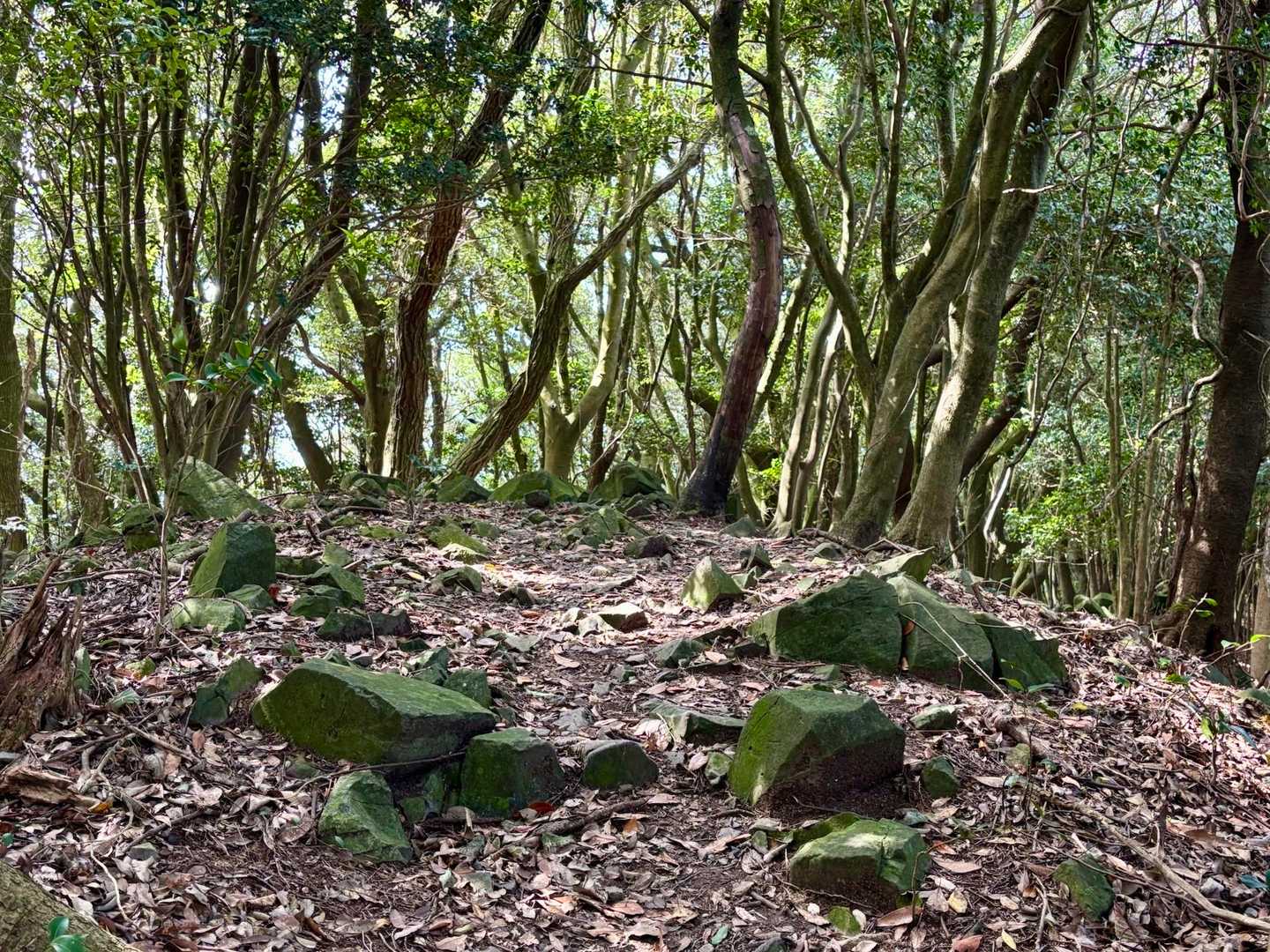 好きな風景
緑が好きで視力が1.5です