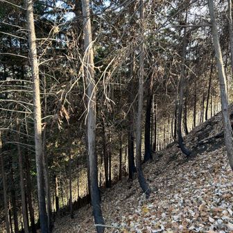 山火事の跡
焦げた木々達が😢