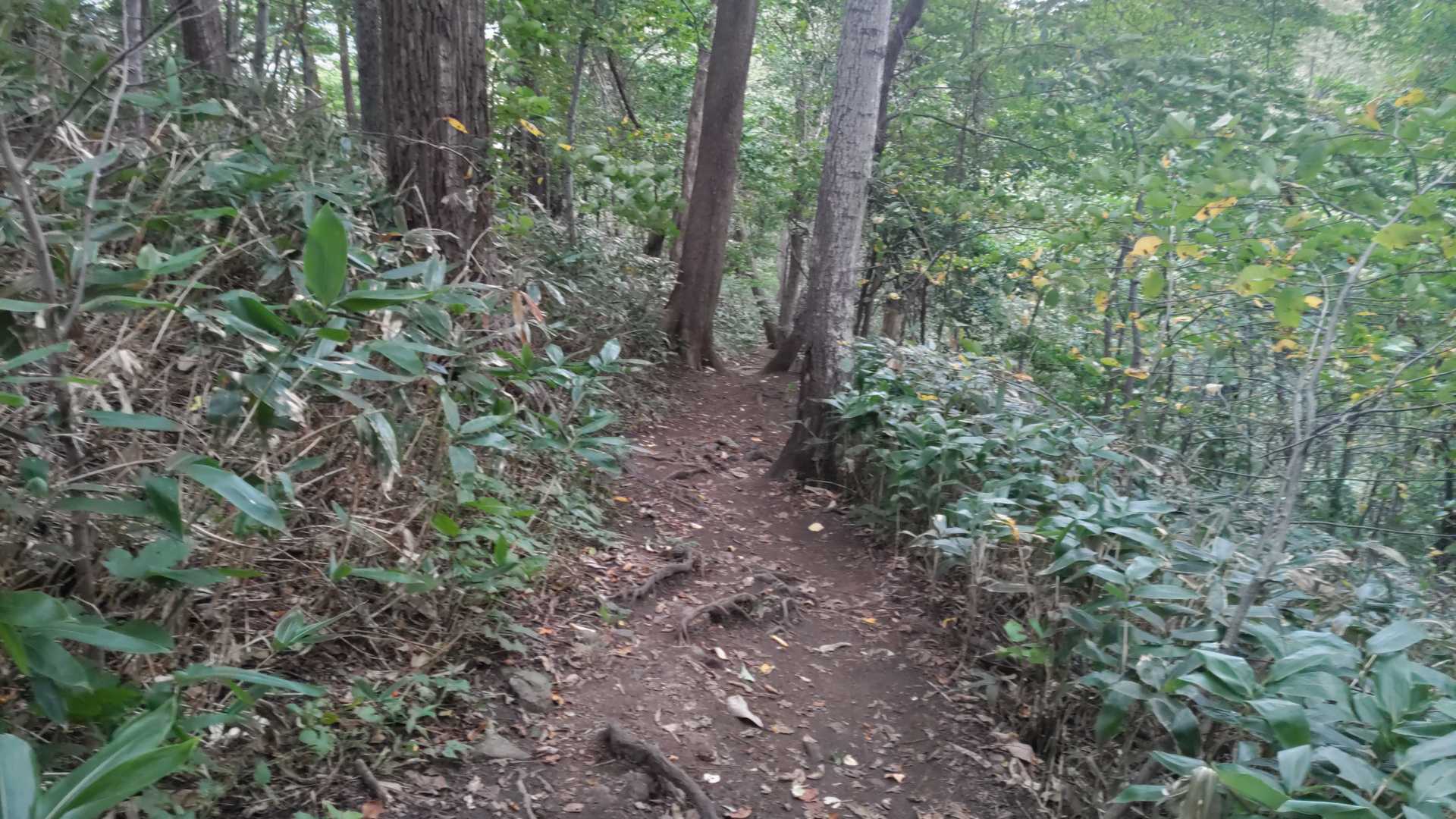 円山 往復コースの写真