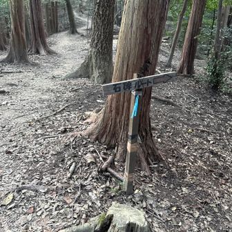 尾根は歩きやすい