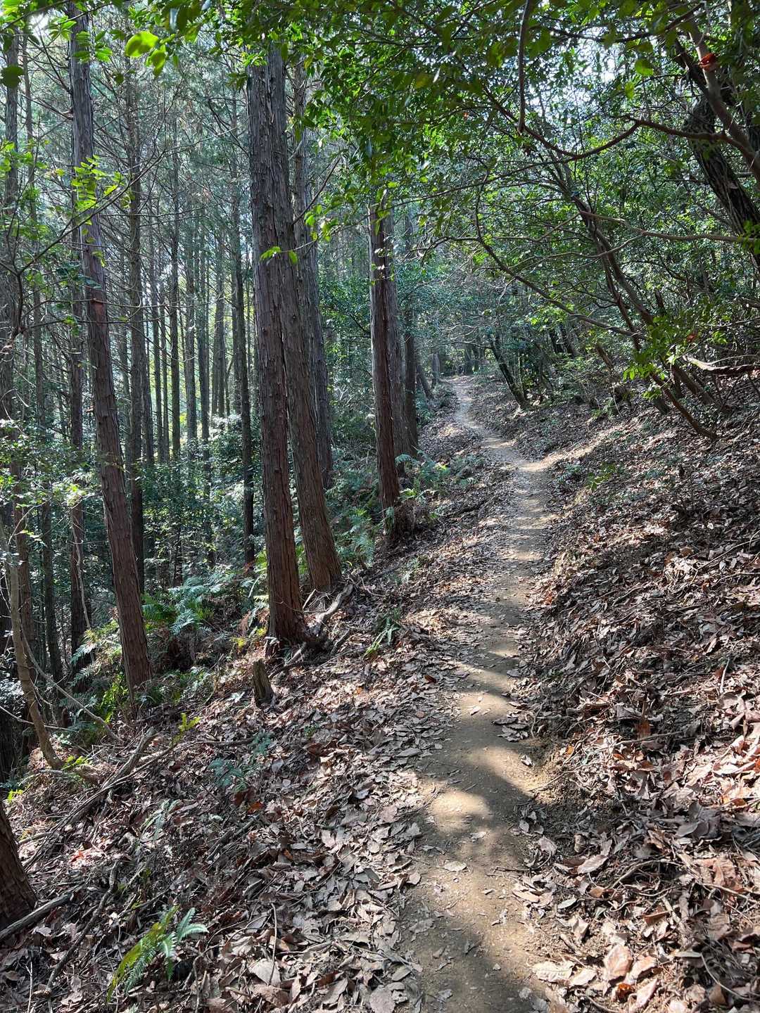 爽やかな風で気持ちいい小道