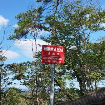 そりゃあ撃たれない地域に来てのうのうと繁殖するよね