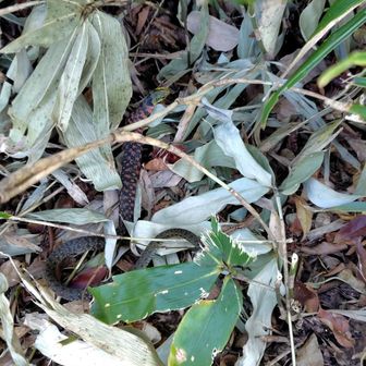 音がしたと思ったら
ヘビさん🐍
色味が頭と上半身と下半身それぞれ違うんだよね🤔
何かを食べた後のようで体の一部が膨らんでる
お目々はくりくりして可愛い🤭