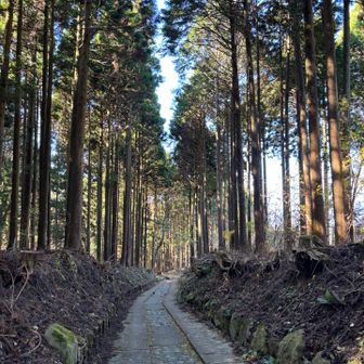 登山口近くはキャンプ場、整備された杉林です