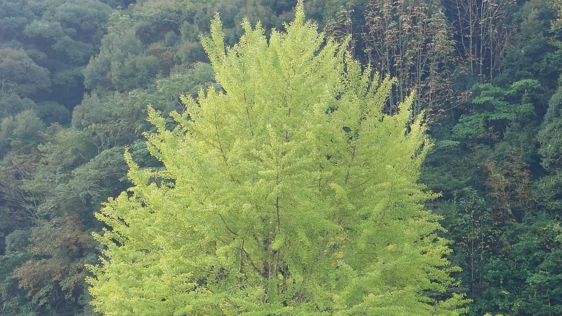 東鳳翩山二ツ堂登山口-東鳳翩山 往復コースの写真