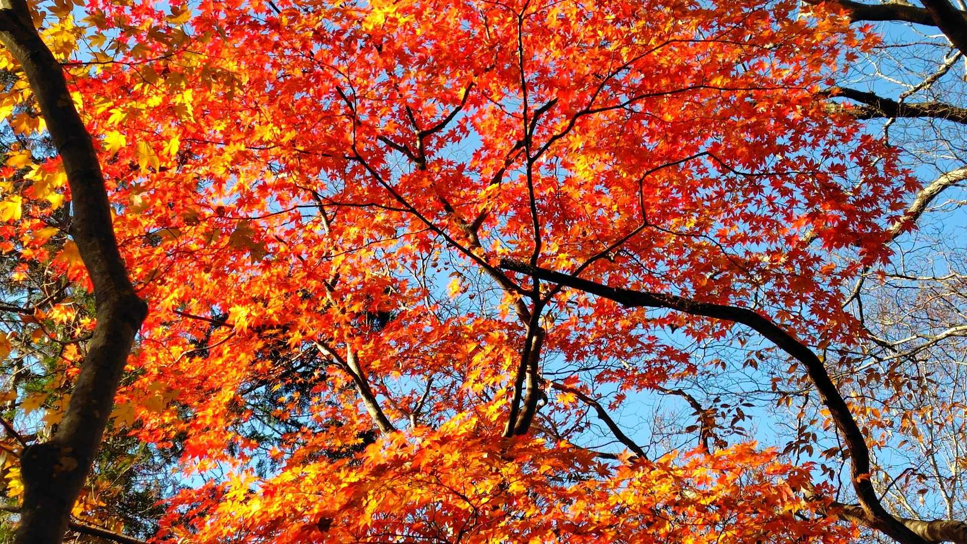 赤い紅葉はええな