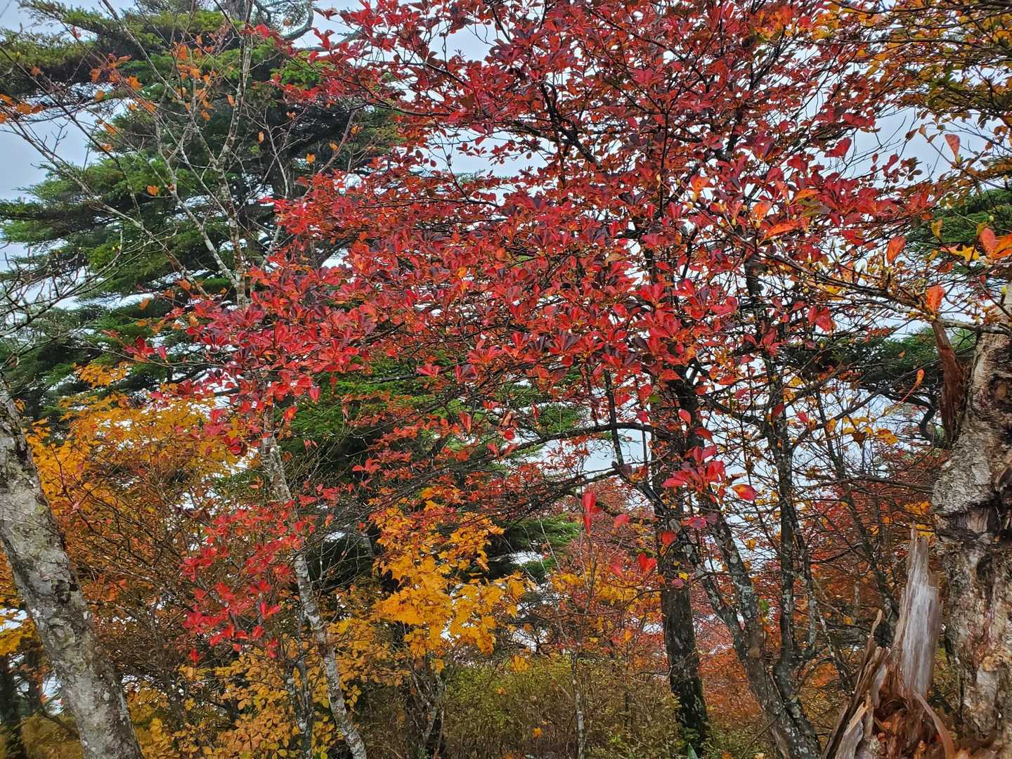 綺麗な紅葉