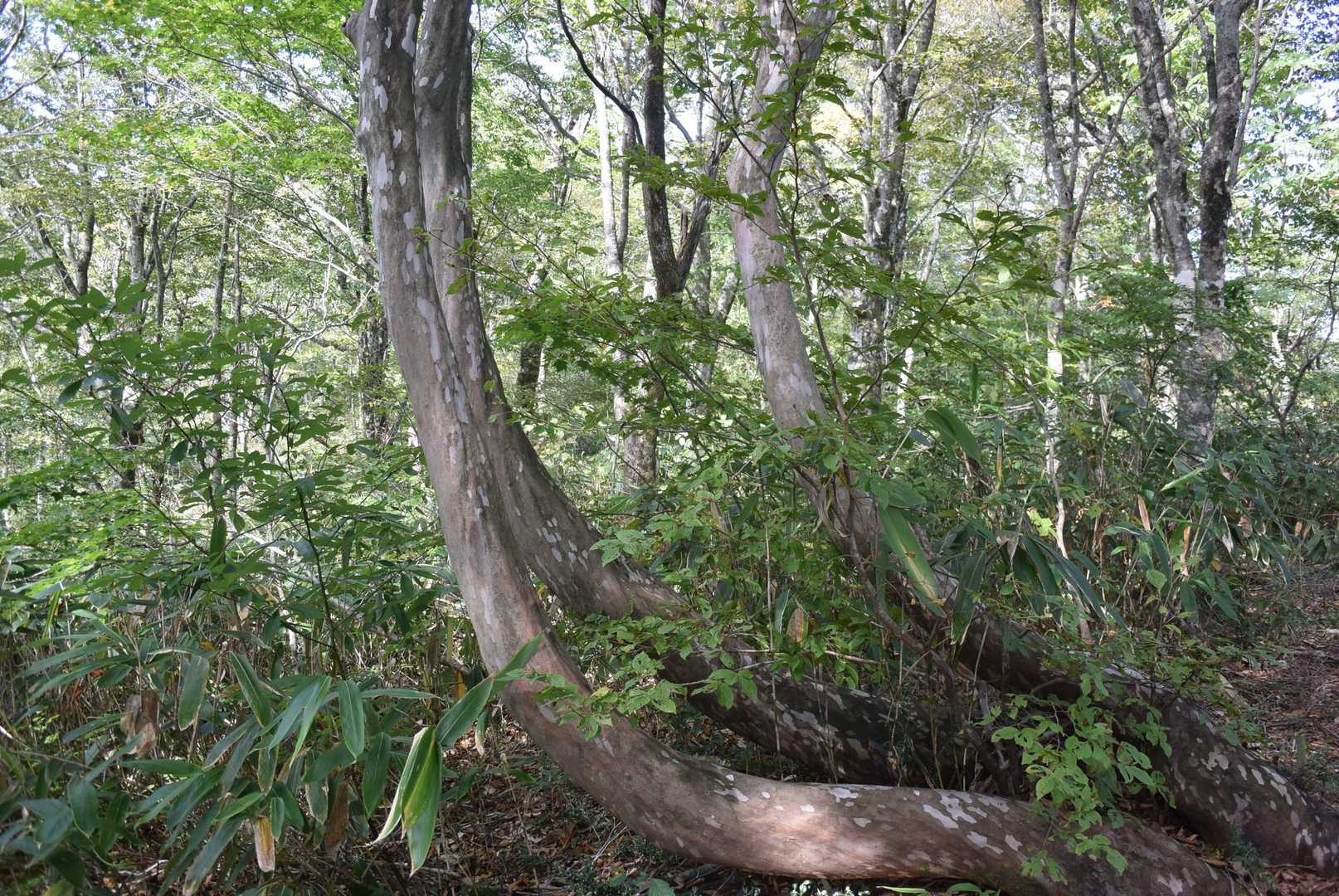 肌のきれいなリョウブがあちこちに