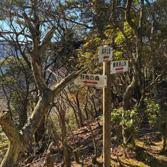 さあここからが今日の核心部
"野鳥の森"に降りて、"サザンカのトンネル"を目指すよ🙌