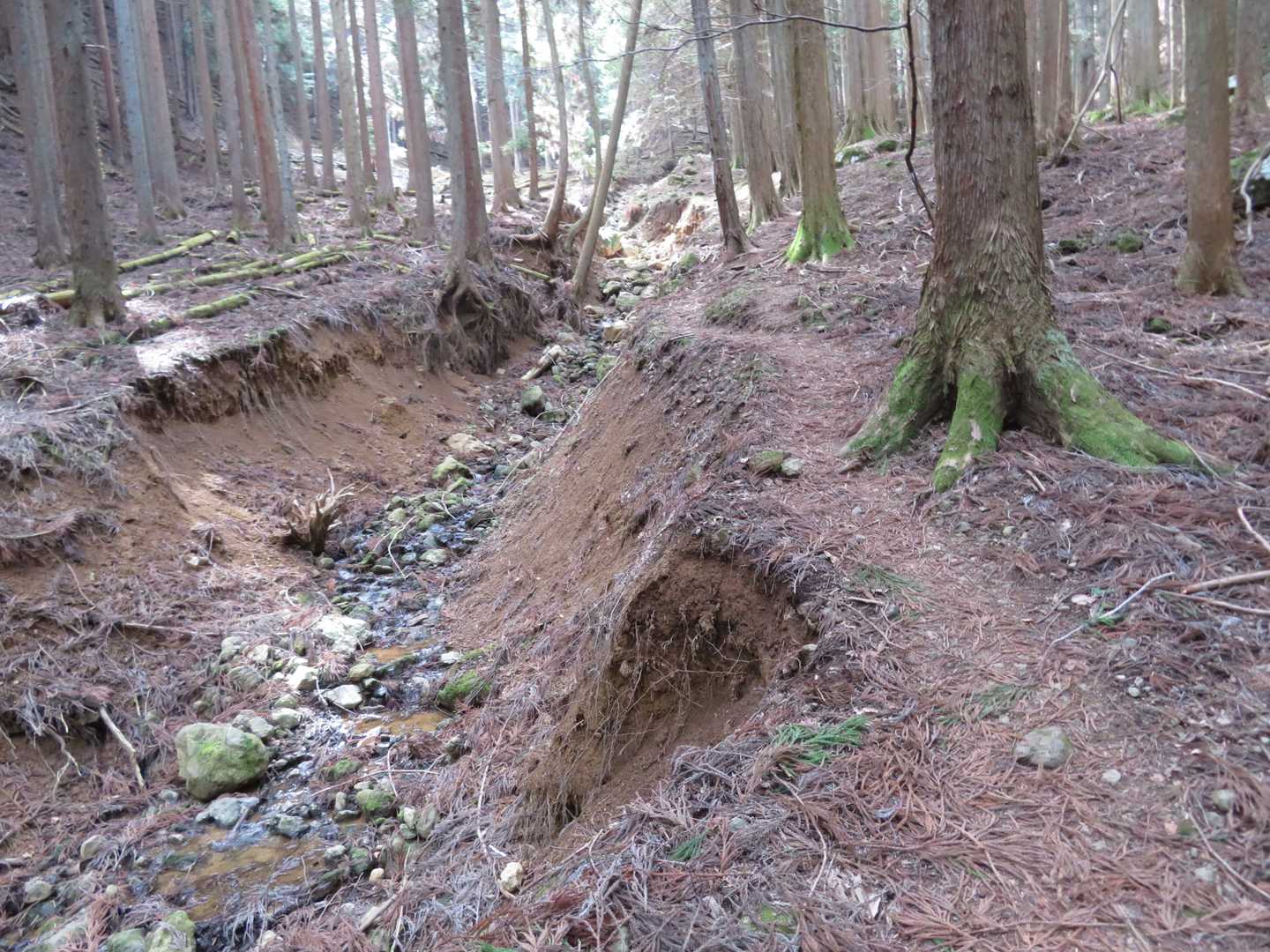 森林浴のイメージ
