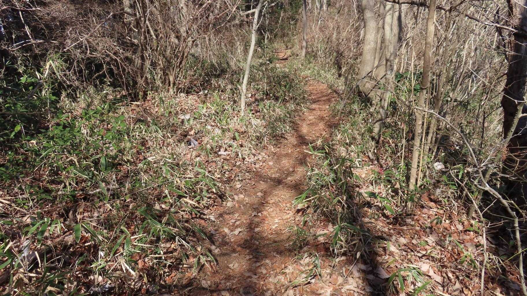 なだらかな登り