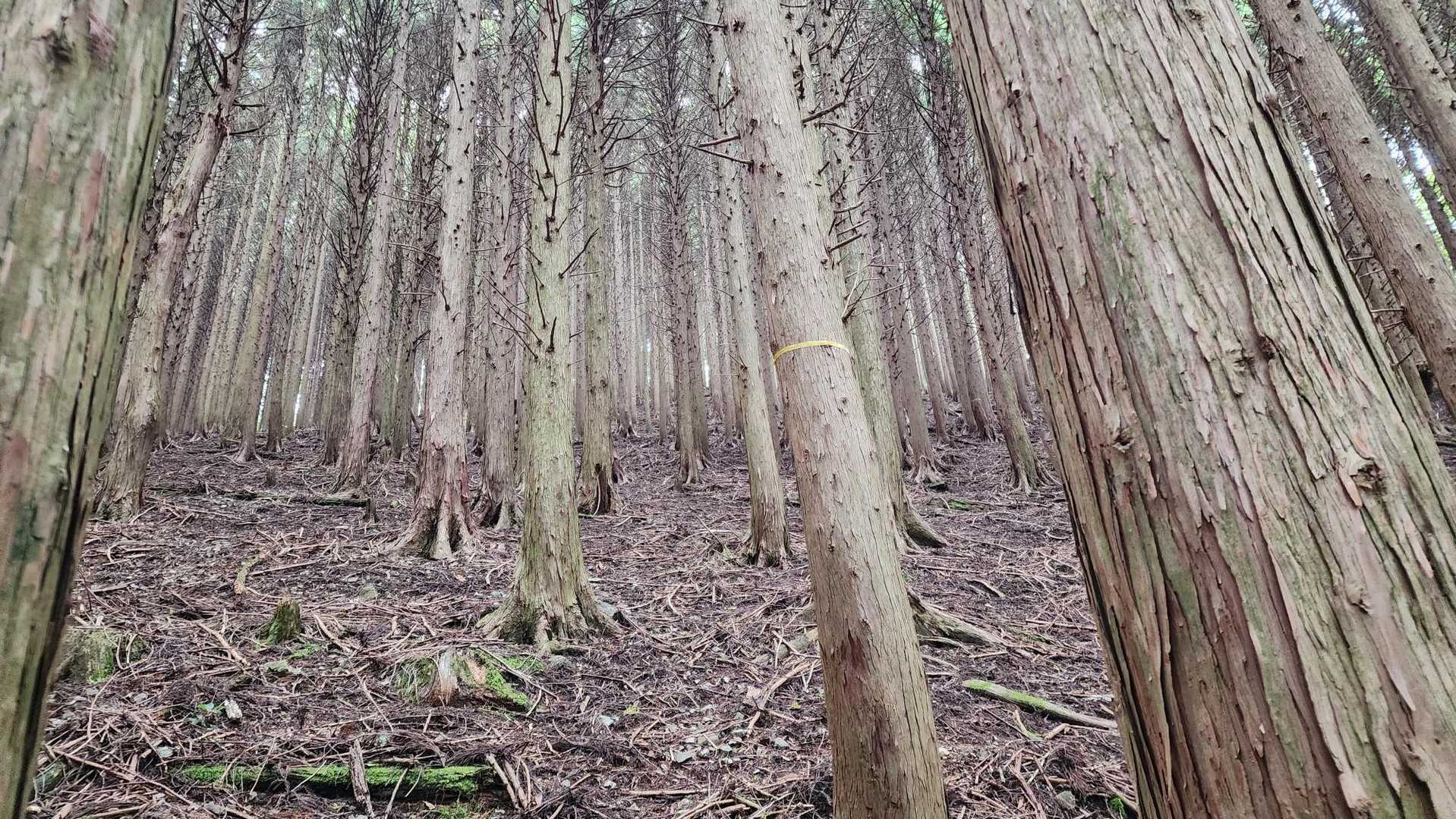 このお山の印象として最適だと思いカバー画像に選定しました^^;
人工林の踏み跡が少ない登山道
どこをあるいて良いのかわかりづらいです
植林帯の静かな森
殺風景で鳥もさえずらない場所なので，ひとり歩きは寂しい場所です