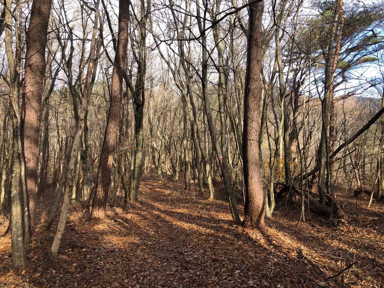 鬼穴登山口-大滝根山 周回コースの写真
