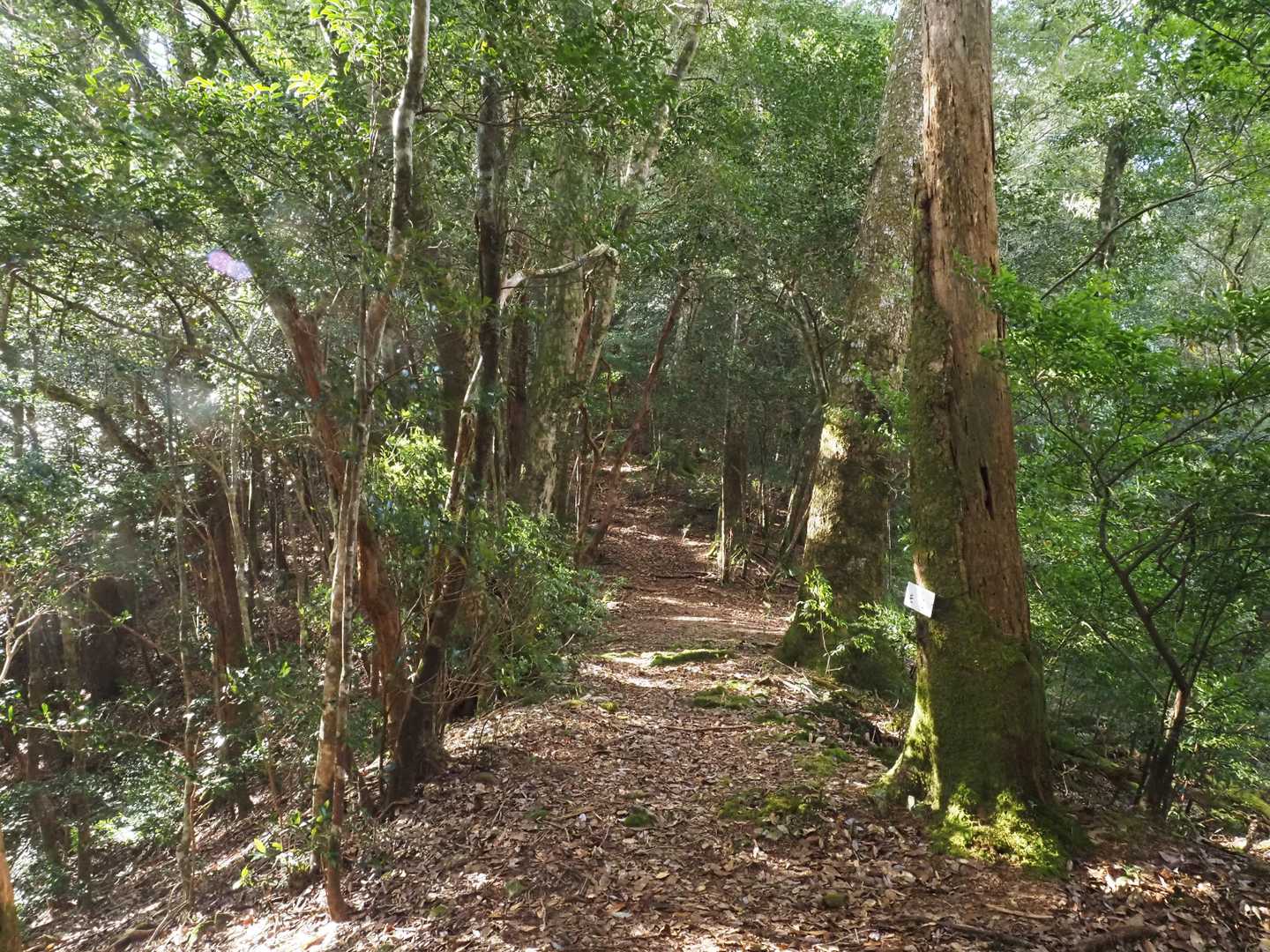 道標から１､２分で尾根に出ます
尾根道の踏跡ははっきりとしています