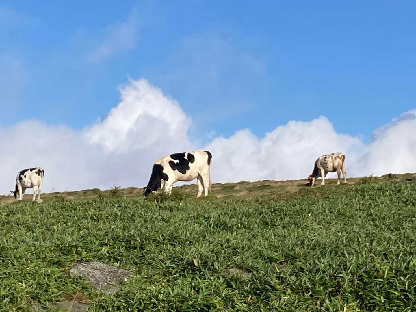 牛乳のCM🐂みたい