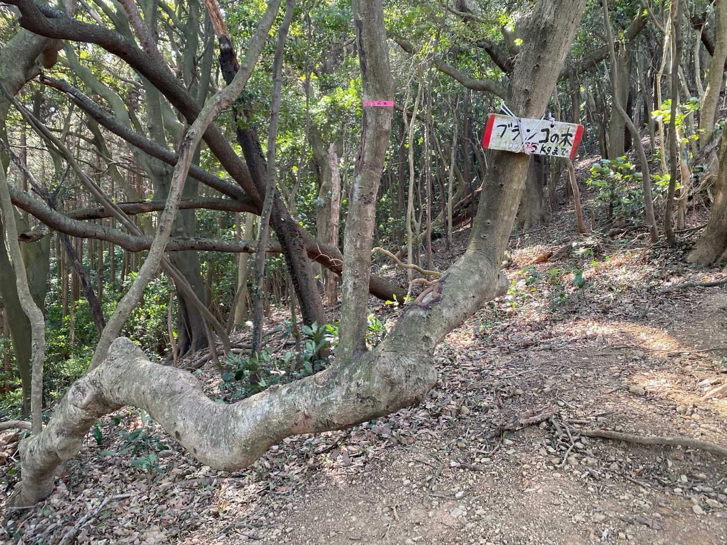 ブランコの木
100kgまでokだったので乗ってみました