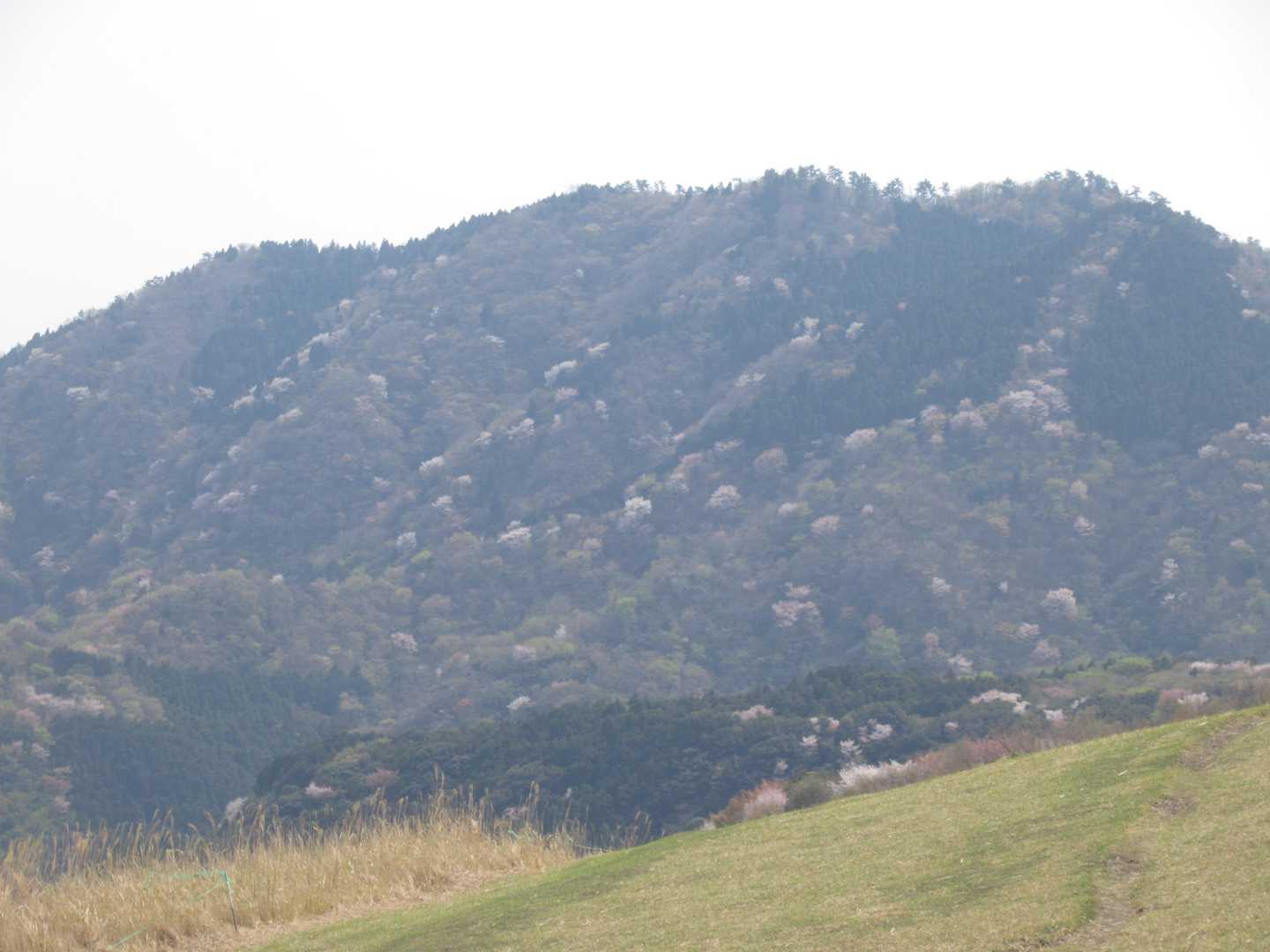 近くの山は山桜が・・
山笑うって感じですか？