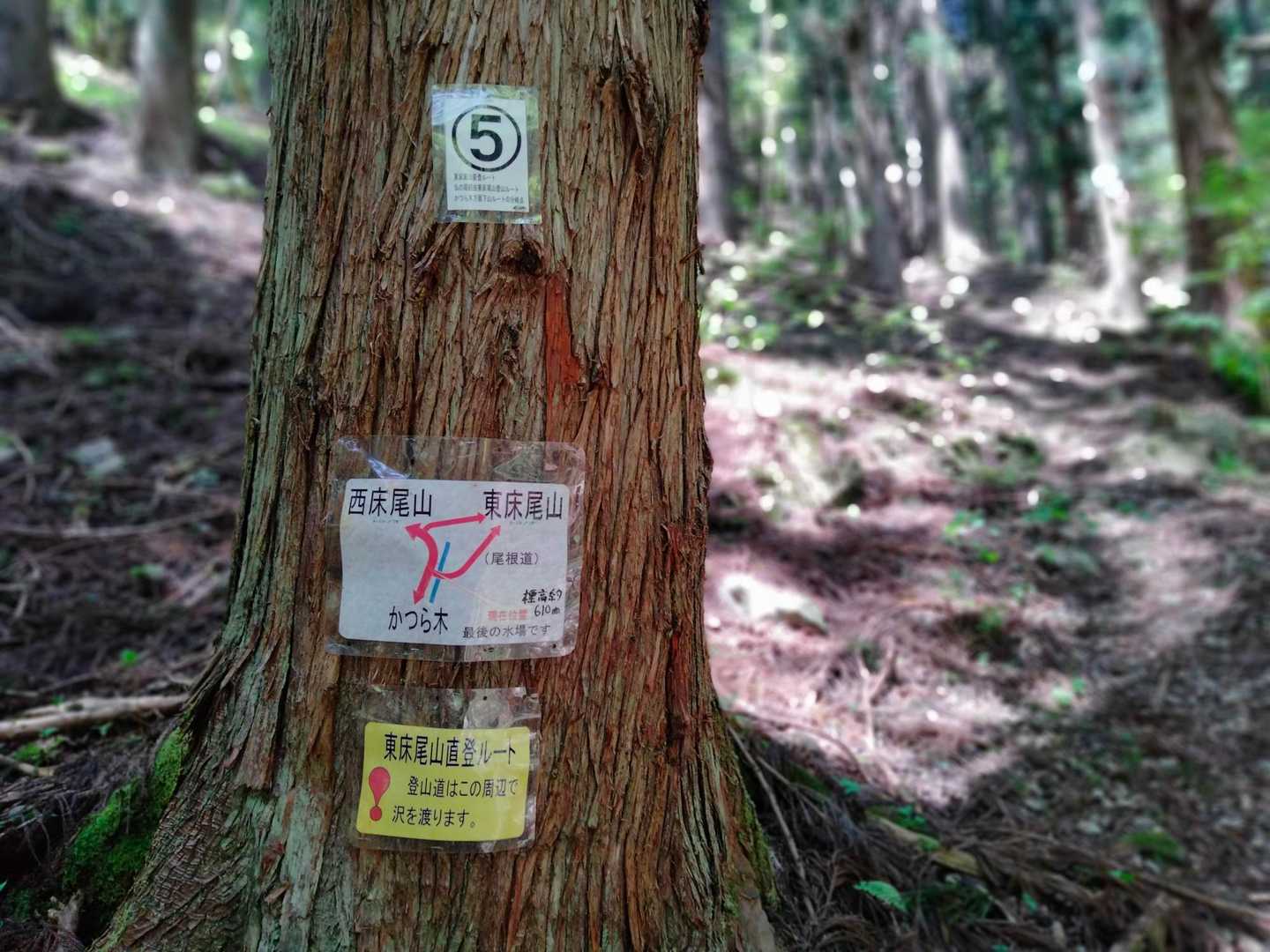 右➡へ。
この辺りに山芍薬があったようですが、残念ながらもうお花はありませんでした😭