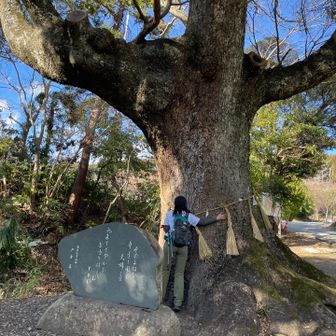 でっかいクスノキです😆