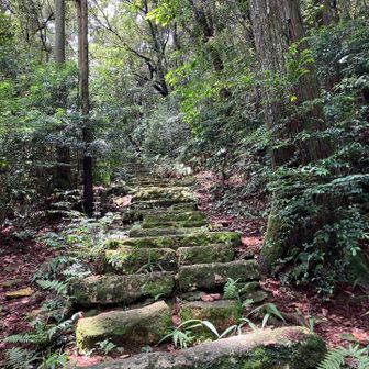 西光密寺への苔むした石段
地図の階段は真っ直ぐだけど
少し北側でゆるやかに
カープしていますね⁉️