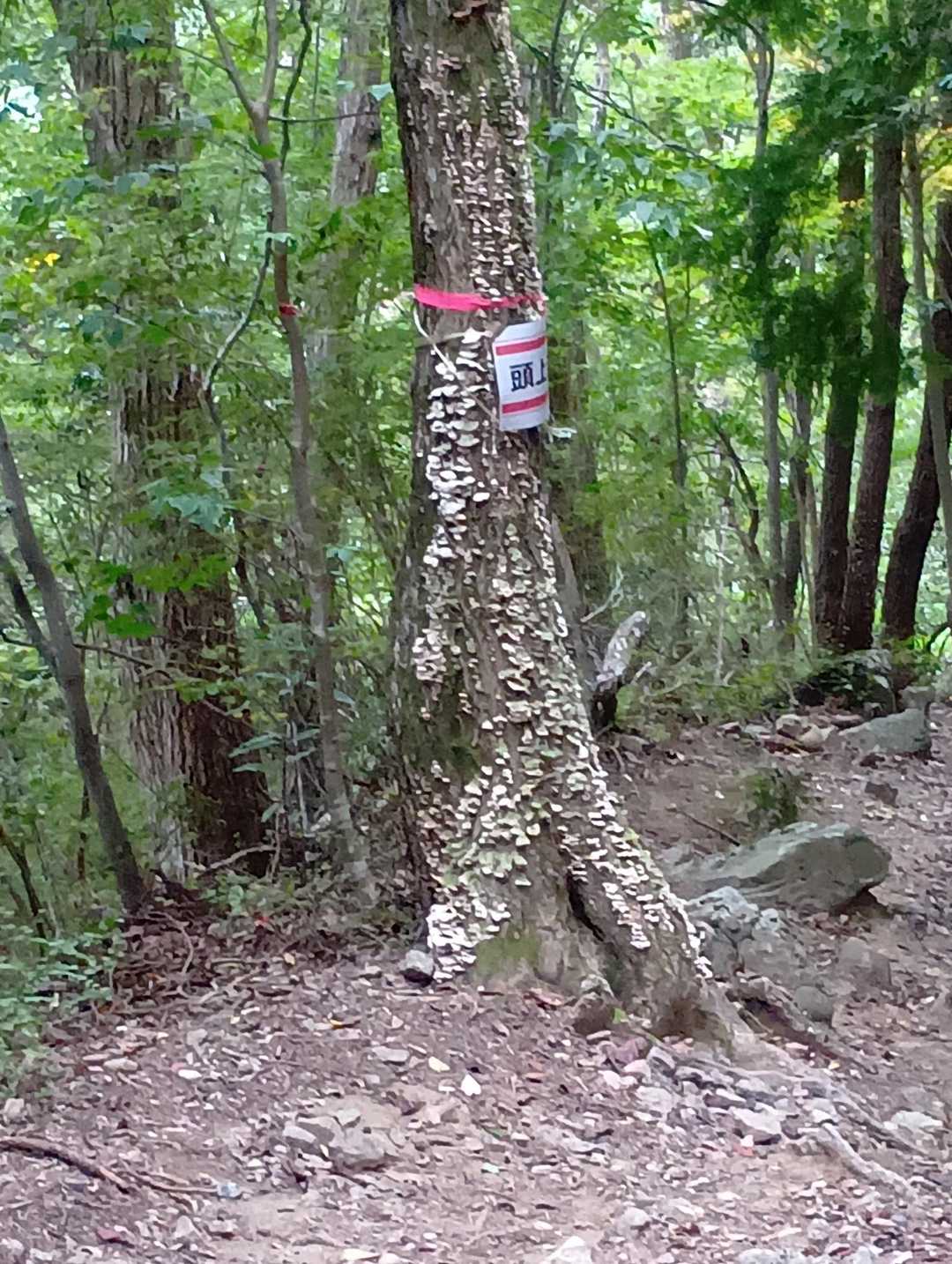 木の下に穴があってスズメバチがでてきょった。